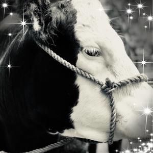 Meet your Posher, Summer